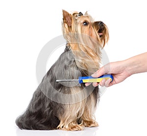 Care for dog hair. isolated on white background