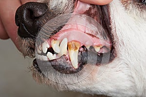 Care of dog teeth