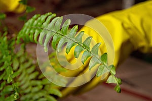 Care for green fern Nephrolepis