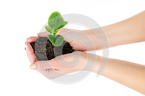 Care, hands with seedlings with earth