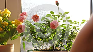 Care for home flowers. Watering, heavy spraying. Indoor flowers on a Sunny windowsill