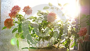 Care for home flowers. Watering, heavy spraying. Indoor flowers on a Sunny windowsill