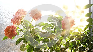 Care for home flowers. Watering, heavy spraying. Indoor flowers on a Sunny windowsill