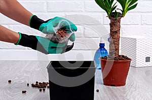 Care for home plants. Close-up of expanded clay, spray gun, soil pot and yucca in the pot. The girl replants a houseplant