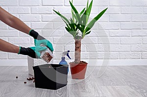 Care for home plants. Close-up of expanded clay, spray gun, soil pot and yucca in the pot. The girl replants a houseplant