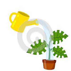 Care for house plant. Yellow watering can with water. Pot with flower and green leaves