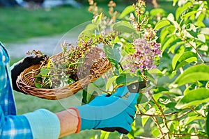 Care for lilac bush, womans hands in gardening gloves with pruner cutting dried flowers