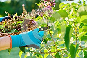 Care for lilac bush, womans hands in gardening gloves with pruner cutting dried flowers