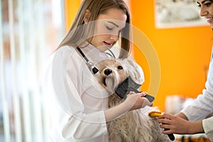 Care and nurturing Maltese dog brushing him in vet clinic photo