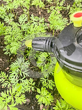 Care for vegetables growing on ground, spraying
