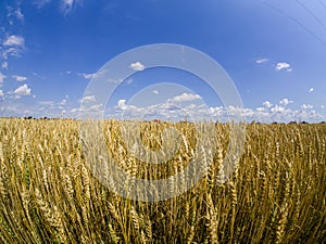 Careal fields with blue sky