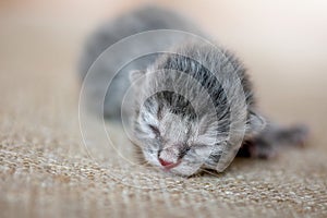 Carefree gray kitten sleeps, waiting for a mom. Newborn baby waiting for mom_