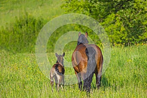 Carefree life on the farm. Rural country with spring meadows and farm aninmals