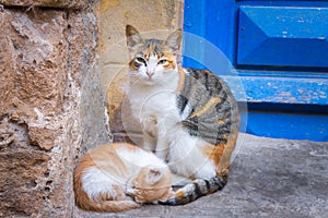 Carefree street cats in Morocco, Essaouira sity. Street portrait of Calico cat with a kitten.