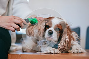 Careful combing of spaniel`s ears in salon with furminator. Cavalier King Charles Spaniel. Dog care.Grooming. Shearing of wool.