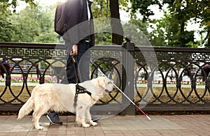 Careful guide dog helping blind man in city