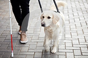 Careful guide dog helping blind man in city