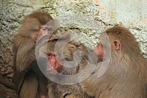 Careful hamadryas baboons photo
