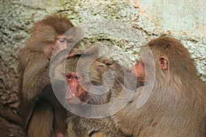 Careful hamadryas baboons