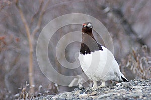 Careful ptarmigan