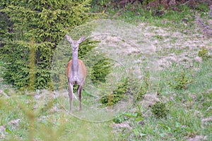 Careful red deer, cervus elaphus