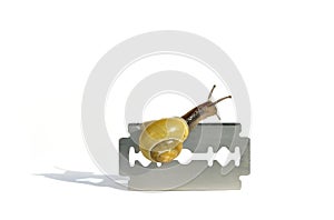 Careful snail