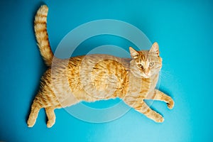 Careless redhead cat on blue background.