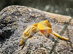 Carelessly discarded banana peel on a granite rock in nature, environmental pollution