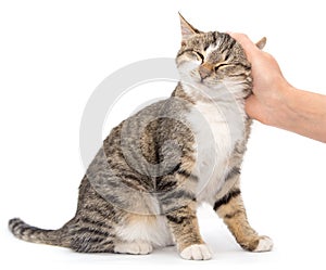 Caress a cat on a white background