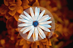Caress Flower, abstract daisy