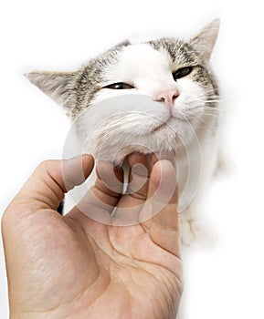 Caresses a cat hand on a white background