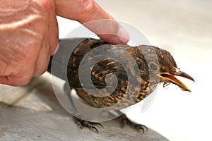 Caressing a bird photo