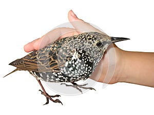 Caressing a bird, isolated