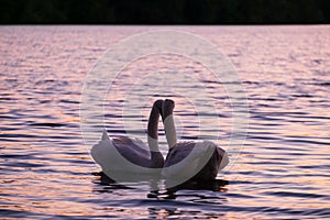Caressing couple of white swand on sunset