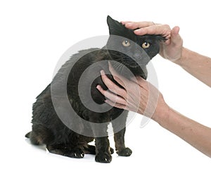 Caressing old black cat