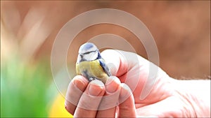 Caressing a wild baby bird