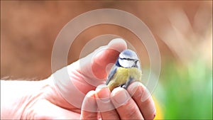 Caressing wild bird, blue tit in male hand