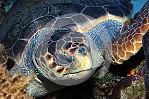 Caretta