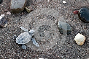 Caretta caretta baby turtles early in the morning