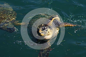 Caretta caretta, sea turtle in harbor of Argostoli, Kefalonia, Ionian Islands, Greece