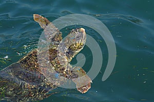 Caretta caretta, seaturtle in harbor of Argostoli, Kefalonia, Ionian Islands, Greece