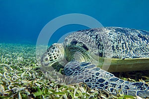 Sea turtle Caretta Caretta , from island Sakatia , Madagascar photo