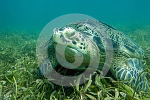 Sea turtle Caretta Caretta , from island Sakatia , Madagascar photo