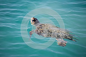 Caretta Caretta Turtle from Zakynthos, Greece, near Laganas beach, under the water, swimming, before to emerge to take a