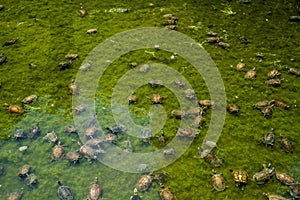 Caretta Caretta Turtles in Mamure Castle Water Ditch in Anamur, photo