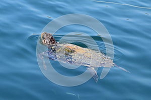 Caretta loggerhead sea turtle