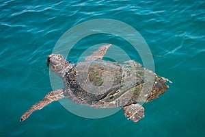 Caretta in sea