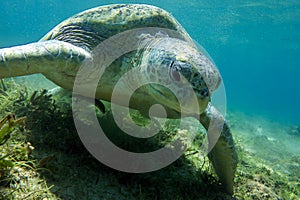 Sea turtle Caretta Caretta , from island Sakatia , Madagascar photo