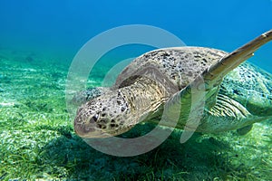 Sea turtle Caretta Caretta , from island Sakatia , Madagascar photo