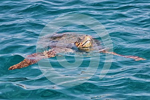 Caretta Caretta Turtle from Zakynthos photo